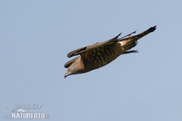 Wespenbussard (Pernis apivorus)