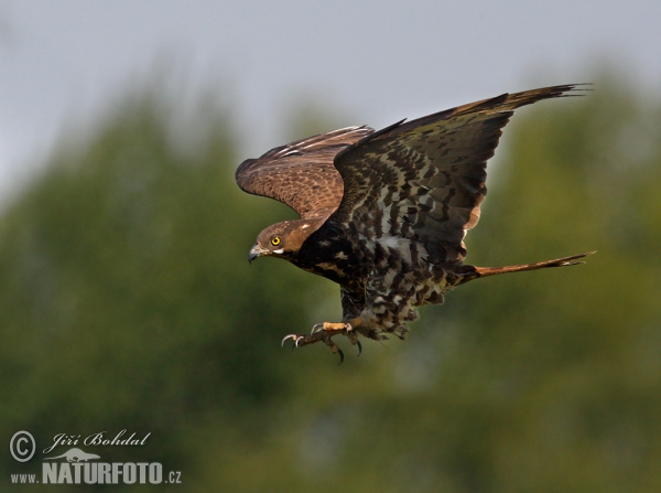 Wespenbussard (Pernis apivorus)