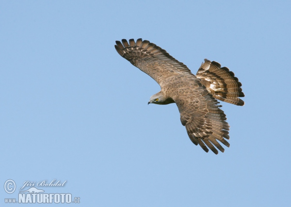 Wespenbussard (Pernis apivorus)