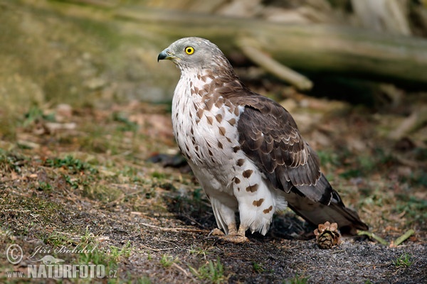 Wespenbussard (Pernis apivorus)