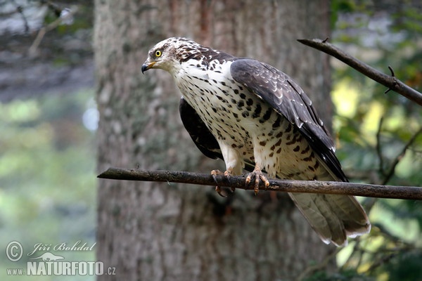 Wespenbussard (Pernis apivorus)