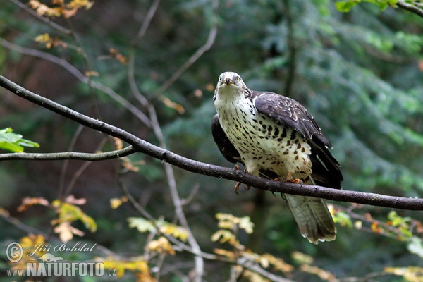 Wespenbussard (Pernis apivorus)