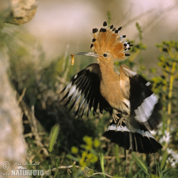 Wiedehopf (Upupa epops)