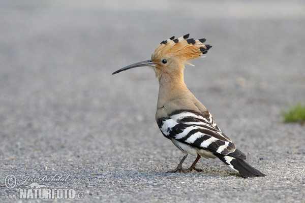 Wiedehopf (Upupa epops)