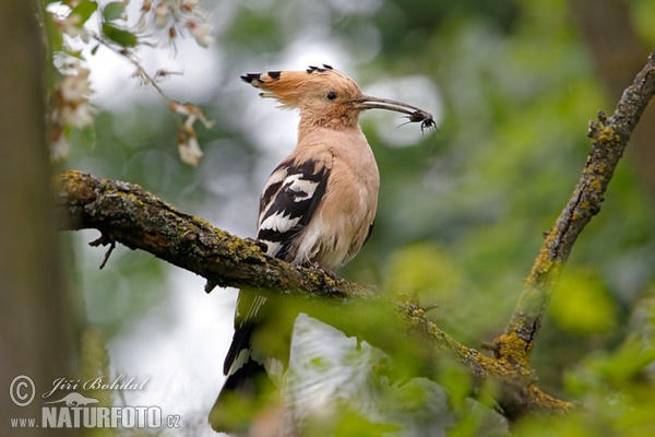 Wiedehopf (Upupa epops)