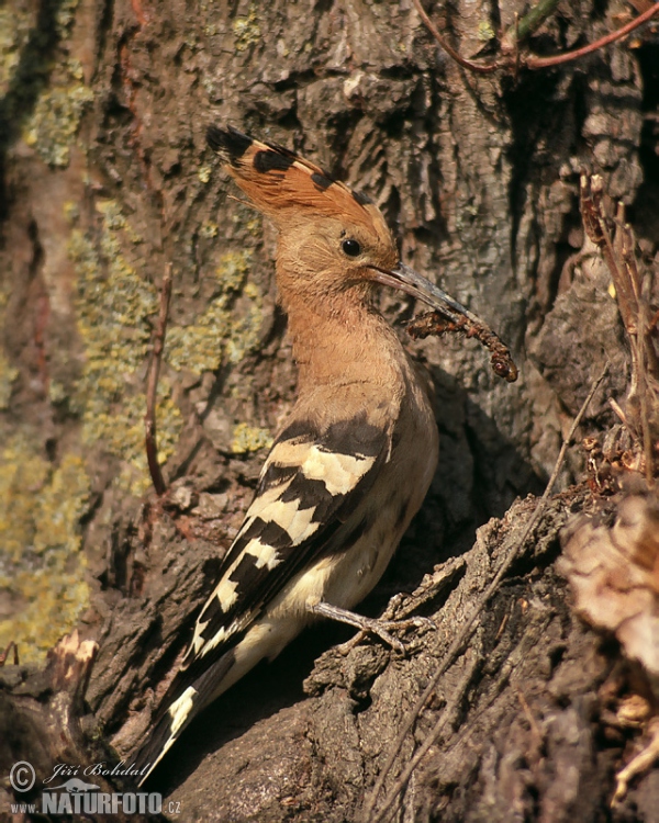 Wiedehopf (Upupa epops)