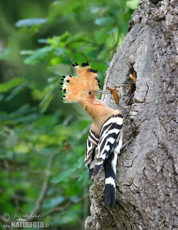 Wiedehopf (Upupa epops)