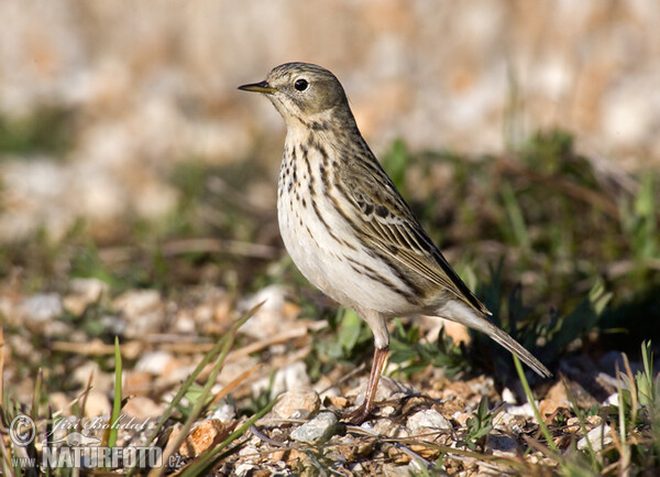 Wiesenpieper (Anthus pratensis)