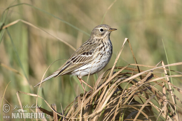 Wiesenpieper (Anthus pratensis)