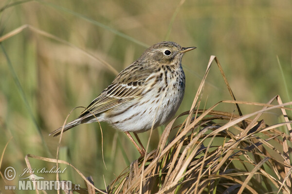 Wiesenpieper (Anthus pratensis)