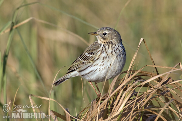 Wiesenpieper (Anthus pratensis)