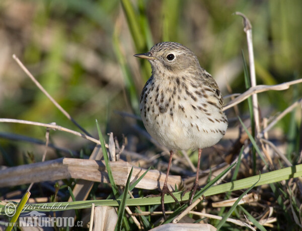 Wiesenpieper (Anthus pratensis)