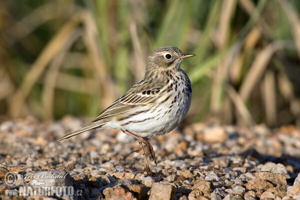 Wiesenpieper (Anthus pratensis)