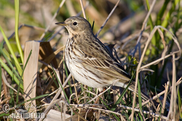 Wiesenpieper (Anthus pratensis)