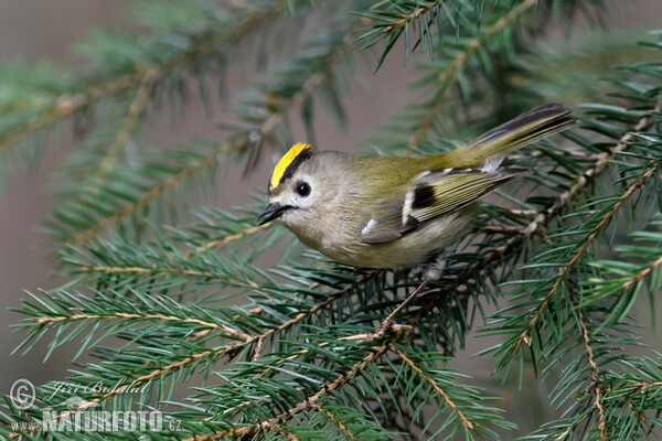 Wintergoldhähnchen (Regulus regulus)