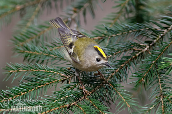 Wintergoldhähnchen (Regulus regulus)