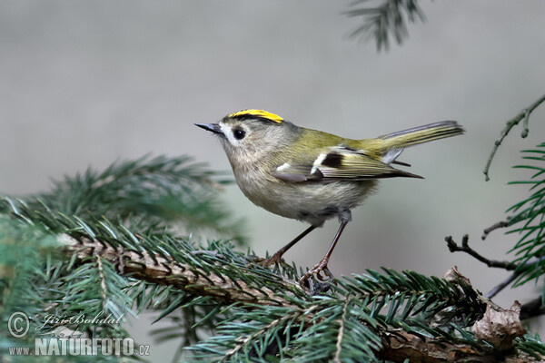 Wintergoldhähnchen (Regulus regulus)