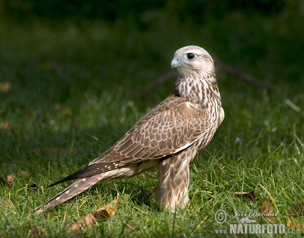 Würgfalke (Falco cherrug)