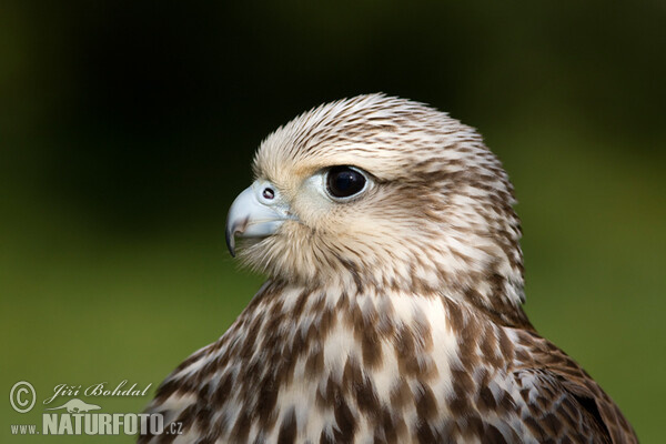 Würgfalke (Falco cherrug)