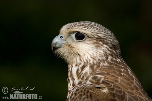 Würgfalke (Falco cherrug)