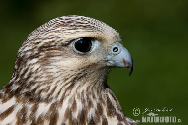 Würgfalke (Falco cherrug)