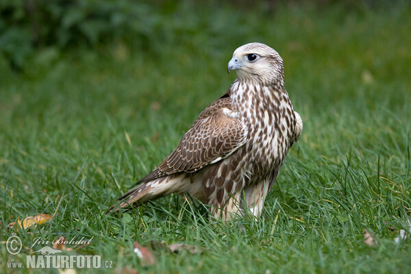 Würgfalke (Falco cherrug)