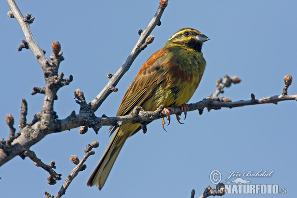 Zaunammer (Emberiza cirlus)