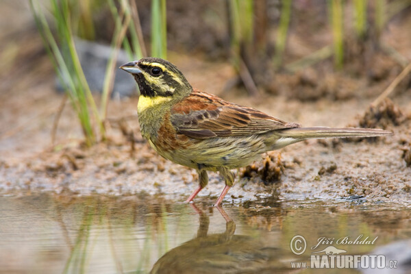 Zaunammer (Emberiza cirlus)