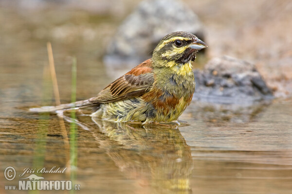 Zaunammer (Emberiza cirlus)