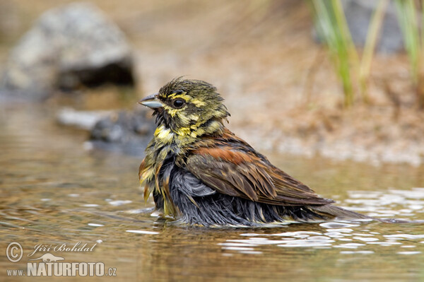 Zaunammer (Emberiza cirlus)