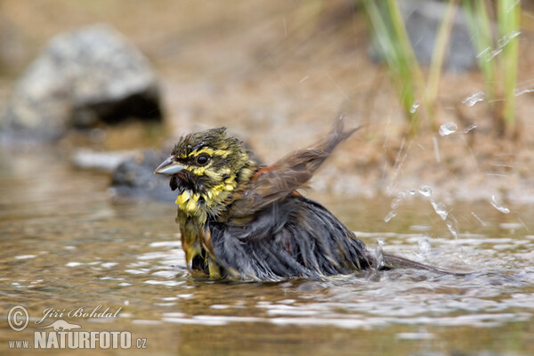 Zaunammer (Emberiza cirlus)