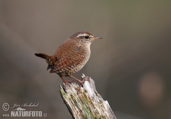 Zaunkönig (Troglodytes troglodytes)