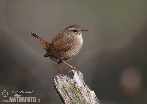 Zaunkönig (Troglodytes troglodytes)