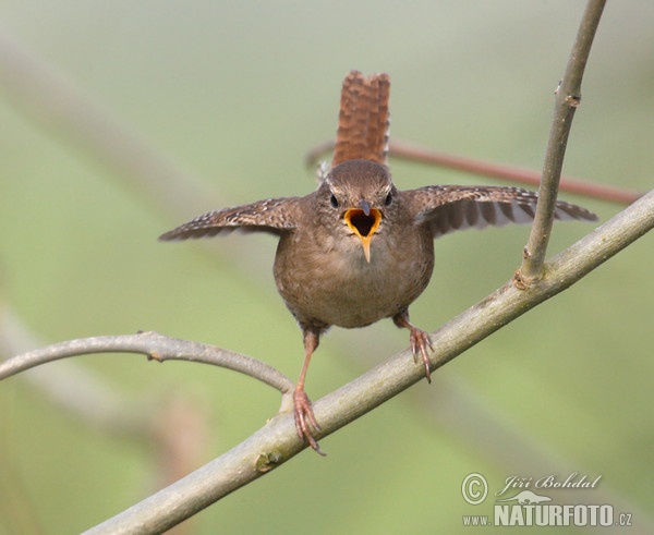 Zaunkönig (Troglodytes troglodytes)