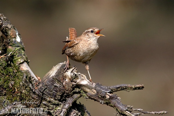 Zaunkönig (Troglodytes troglodytes)