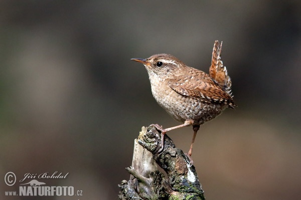 Zaunkönig (Troglodytes troglodytes)