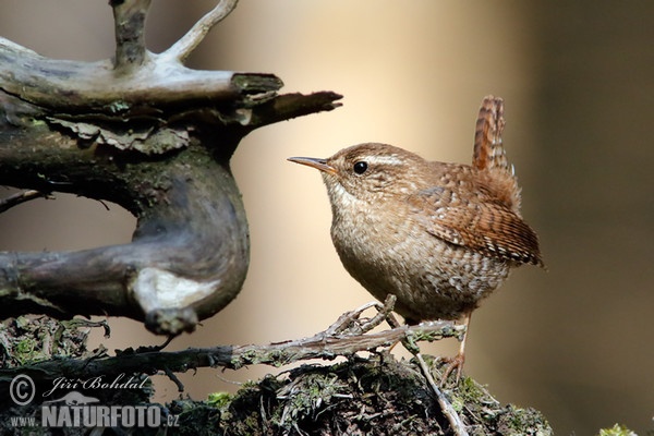 Zaunkönig (Troglodytes troglodytes)