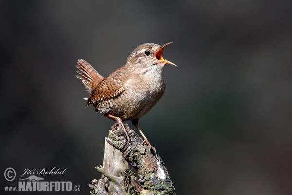 Zaunkönig (Troglodytes troglodytes)