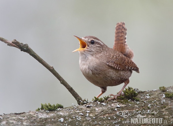 Zaunkönig (Troglodytes troglodytes)