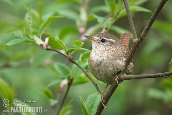 Zaunkönig (Troglodytes troglodytes)