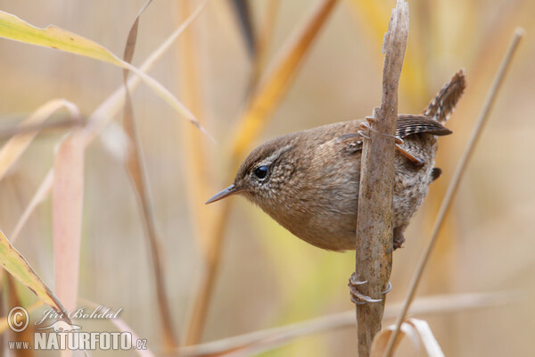 Zaunkönig (Troglodytes troglodytes)