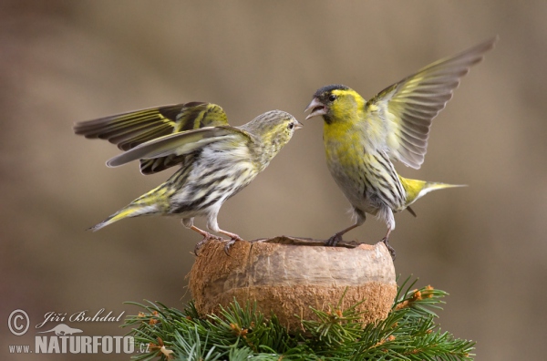 Zeisig (Carduelis spinus)