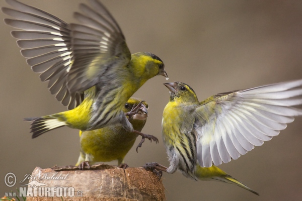 Zeisig (Carduelis spinus)