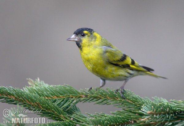 Zeisig (Carduelis spinus)