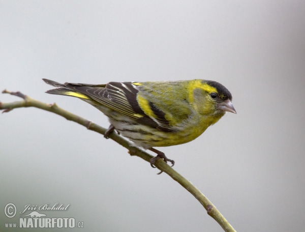 Zeisig (Carduelis spinus)