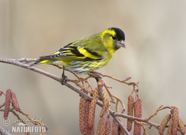 Zeisig (Carduelis spinus)