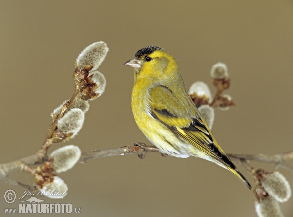 Zeisig (Carduelis spinus)