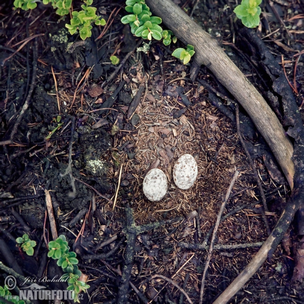 Ziegenmelker (Caprimulgus europaeus)