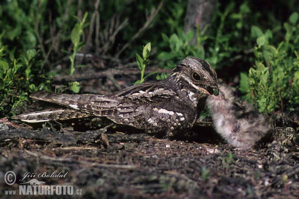 Ziegenmelker (Caprimulgus europaeus)