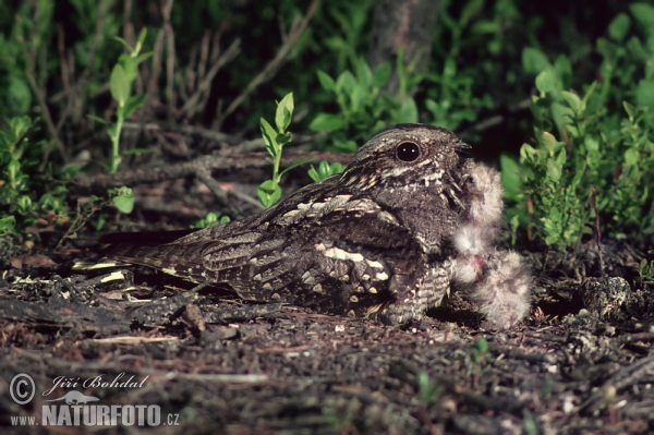 Ziegenmelker (Caprimulgus europaeus)